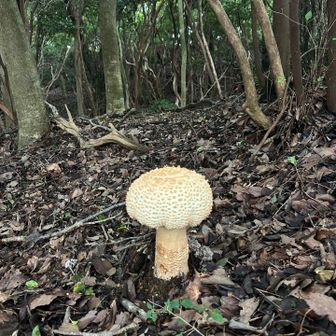 きのこ🍄‍🟫　その3     ん〜🤔　毒☠️⁉️