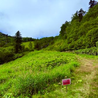 ゲレンデを登り、北の峰へ
何気に急登なので一番疲れたわ