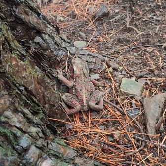 アズマヒキガエル、赤っぽい個体
すごい早足で目の前を横断していきました
きっと急いでたんだな…