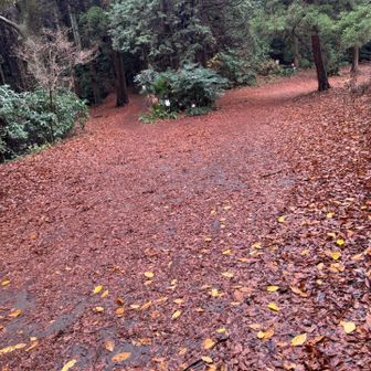降りて来ると落ち葉一杯の広い場所に。振り返るとこんな感じ