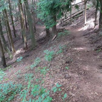 日陰で涼しい