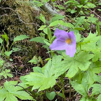 白根山の花。シラネアオイ。
お花が大きい！