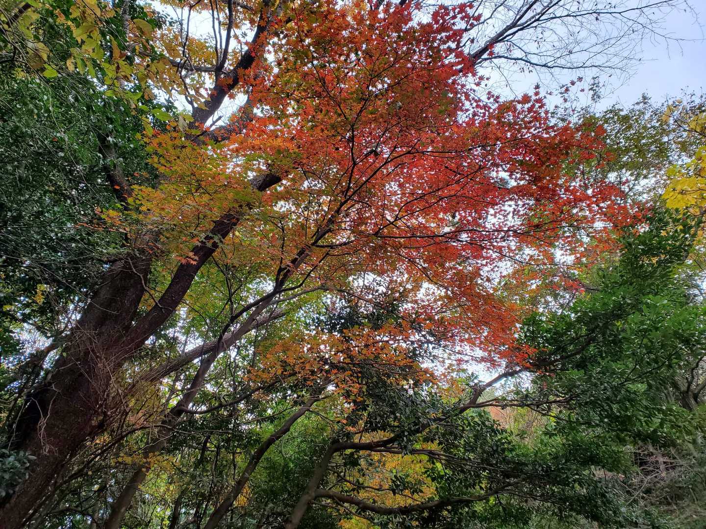紅葉ギリギリ間に合いました🍁