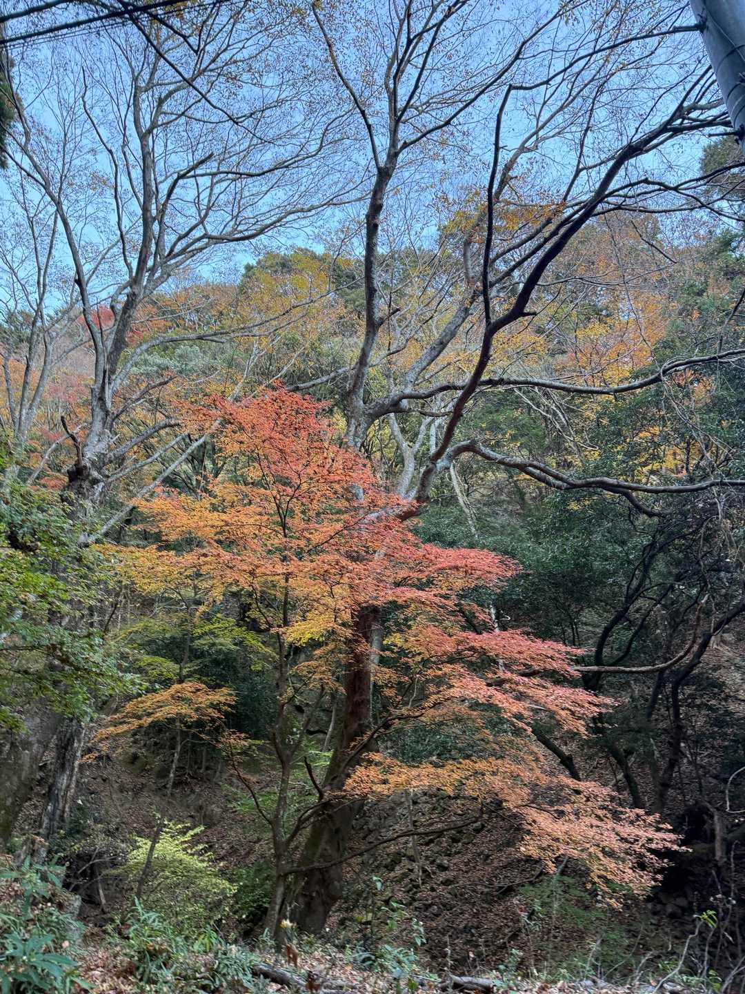 きれいなグラデーション
