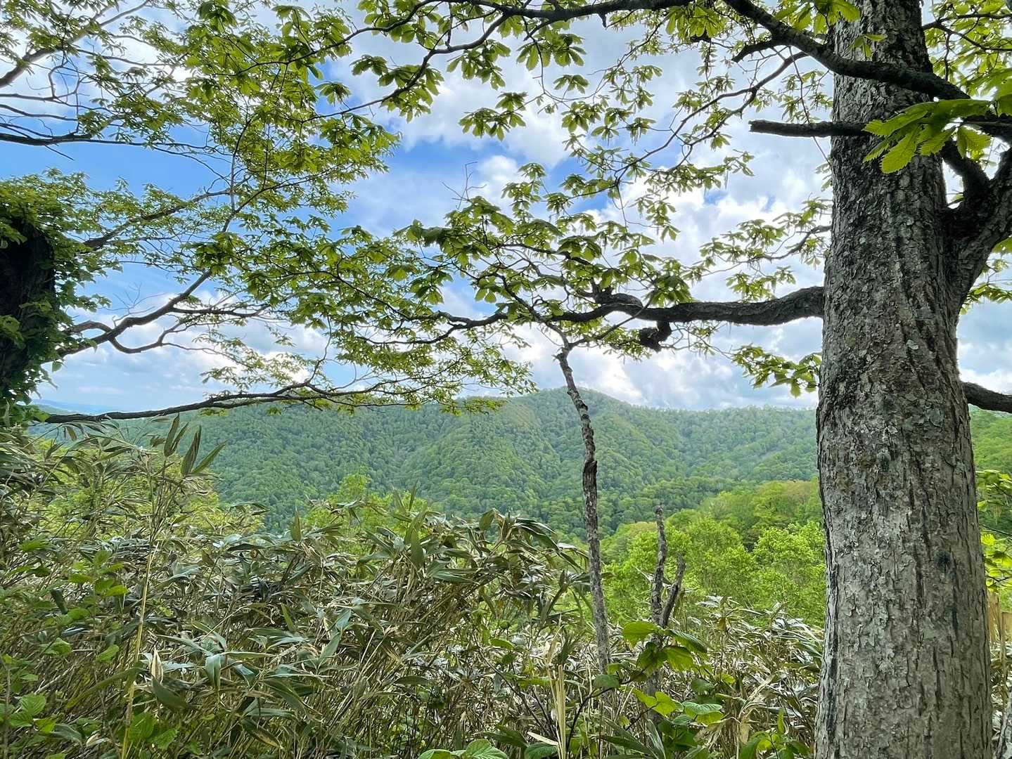 剣山-音江山 往復コースの写真