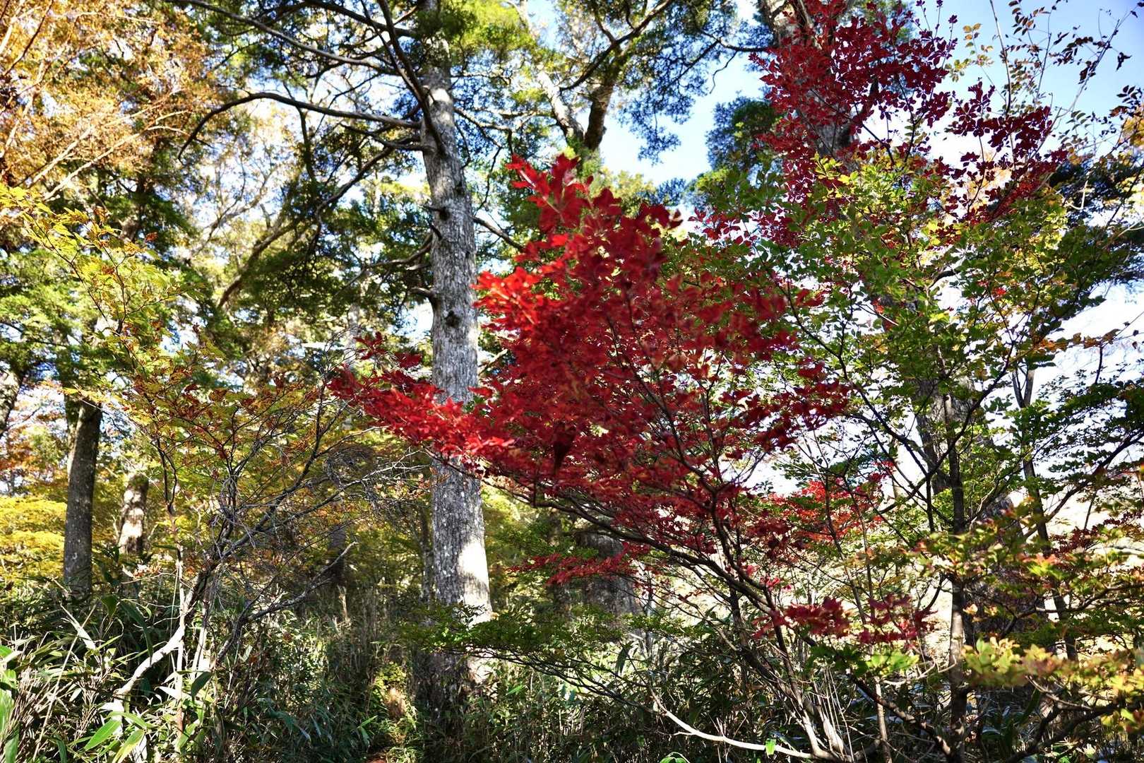 面河渓登山口-面河山 往復コースの写真