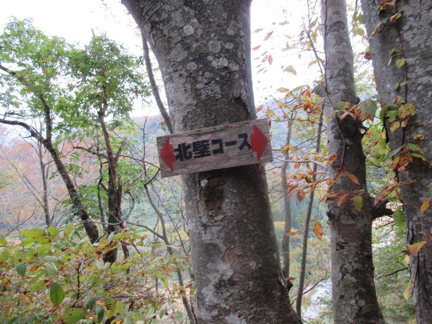 崖のような北壁コース。
駐車場の登山案内板に、北壁コースは険しいから、久保登山コースをおすすめしますと書いてあったけど、本当にその通りだった。でも、北壁コースは面白い。