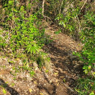 里山って感じのルート