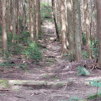 たくましさの道　結構急登