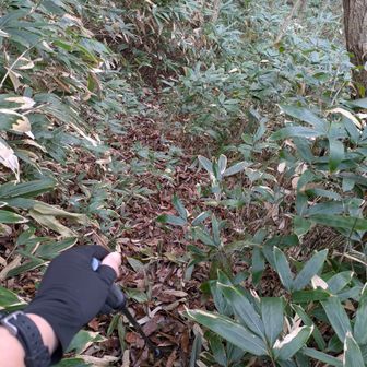 下りは笹の脅威より落ち葉山盛りの方がなかなか危険
ポール取り出して慎重にと…