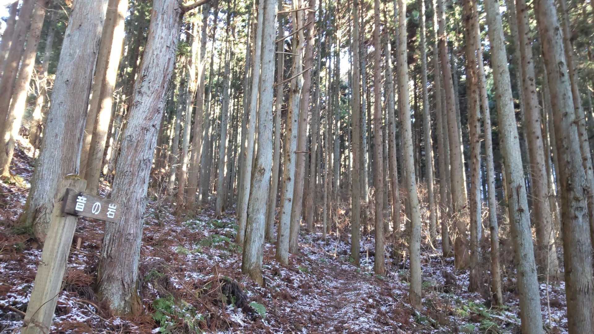 樹木帯をノンビリと歩いていきます💨
音と岩ってなにーー？？💦