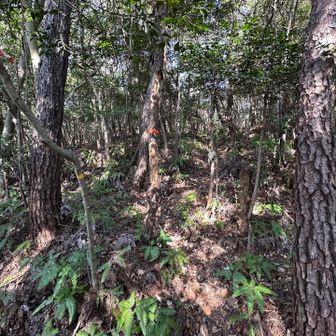 黒岩へはテープ目印に