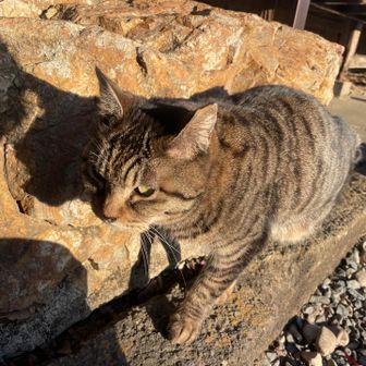 この子はずっと縁側の下をうろうろ。