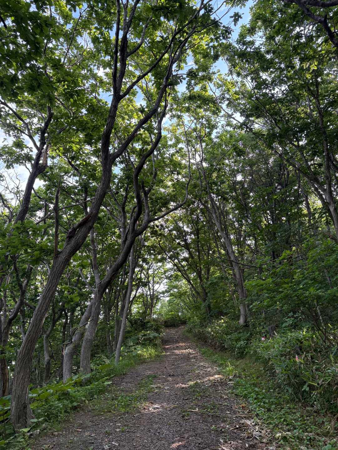 下赤岩山 往復コースの写真