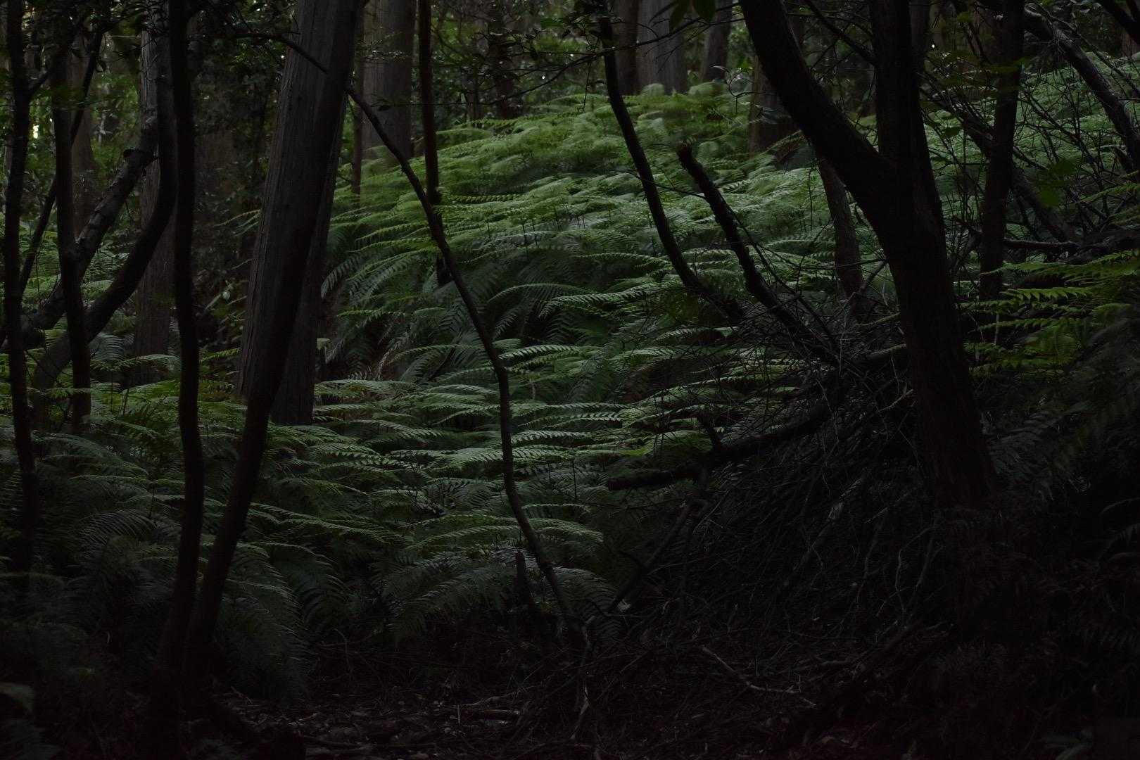 シダ植物がたくさん。好きな感じ。