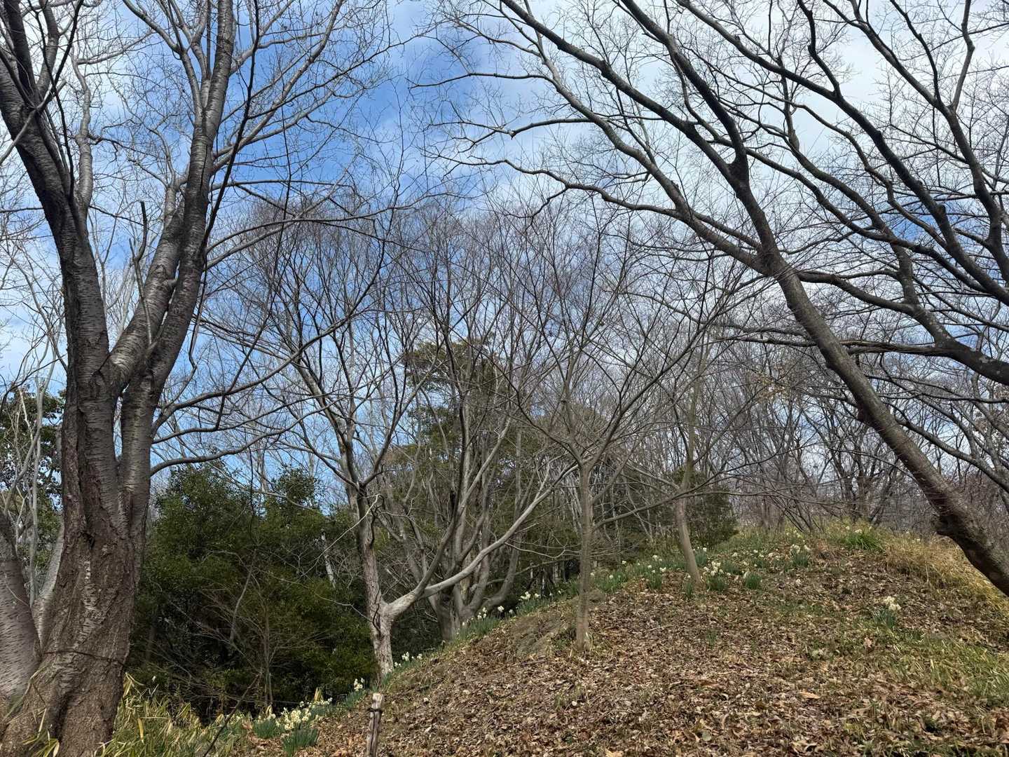 色々な所に水仙が植えられています