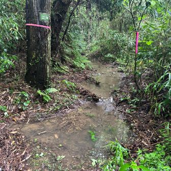 ここも中々の水没度合い。。ここら尾根までの取り付きまで、距離は短いですが結構急で滑りやすいので気をつけて。