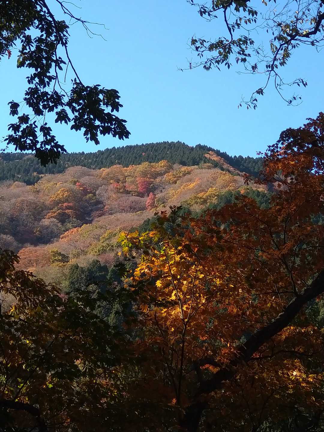 手前の紅葉と奥の紅葉。