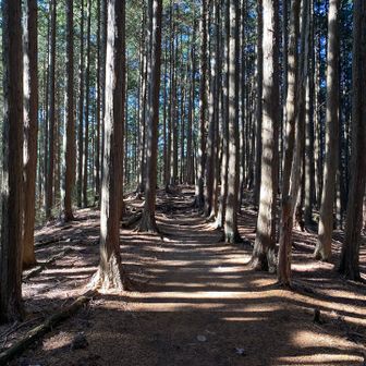 ダイトレに合流、この辺りが東峰