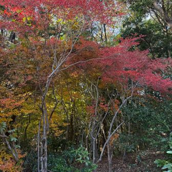 月見山山頂下の紅葉🍁