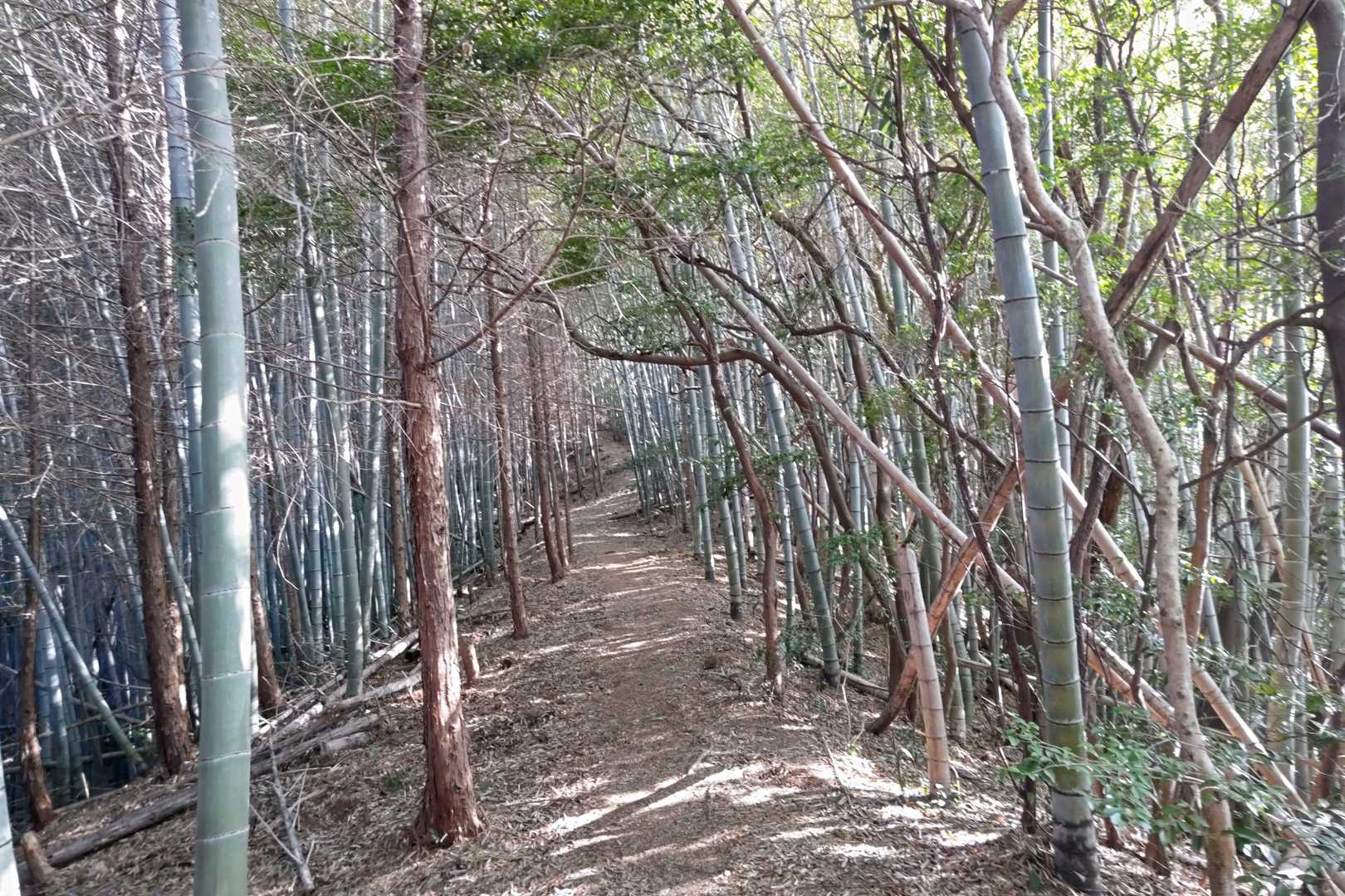大師山-三ヶ岳 往復コースの写真