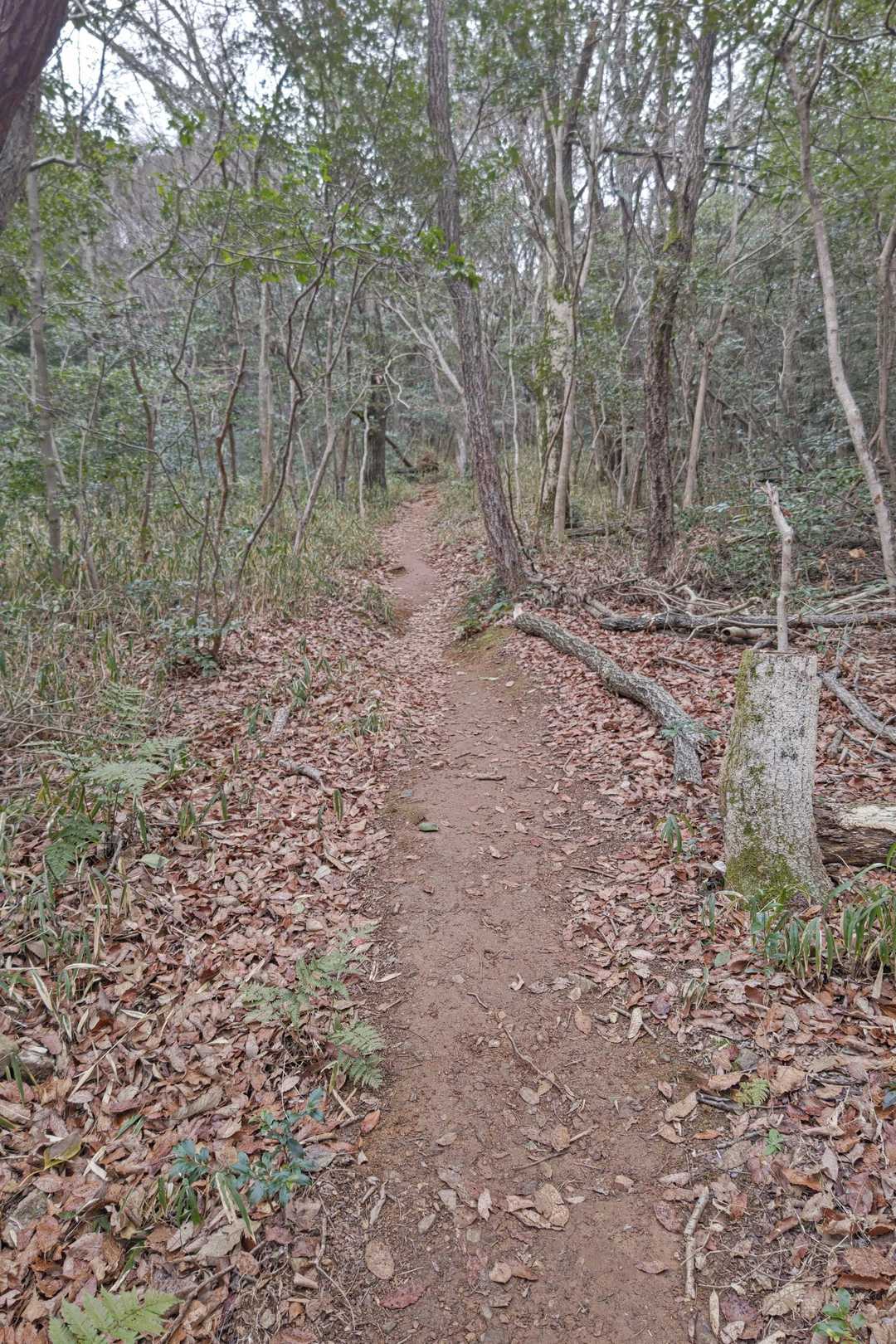 こんな道を歩いて行きます🚶💨