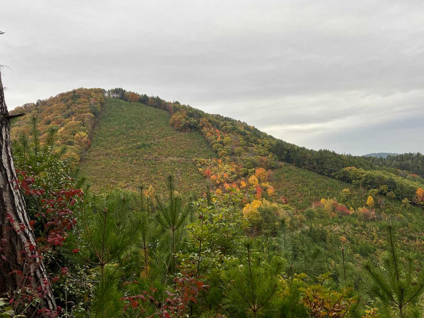 隣の山？モコモコの紅葉が素晴らしい〜