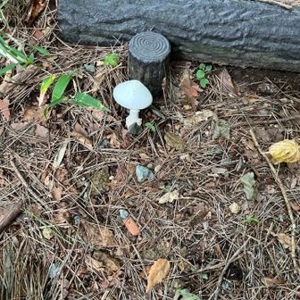 きのこ🍄‍🟫