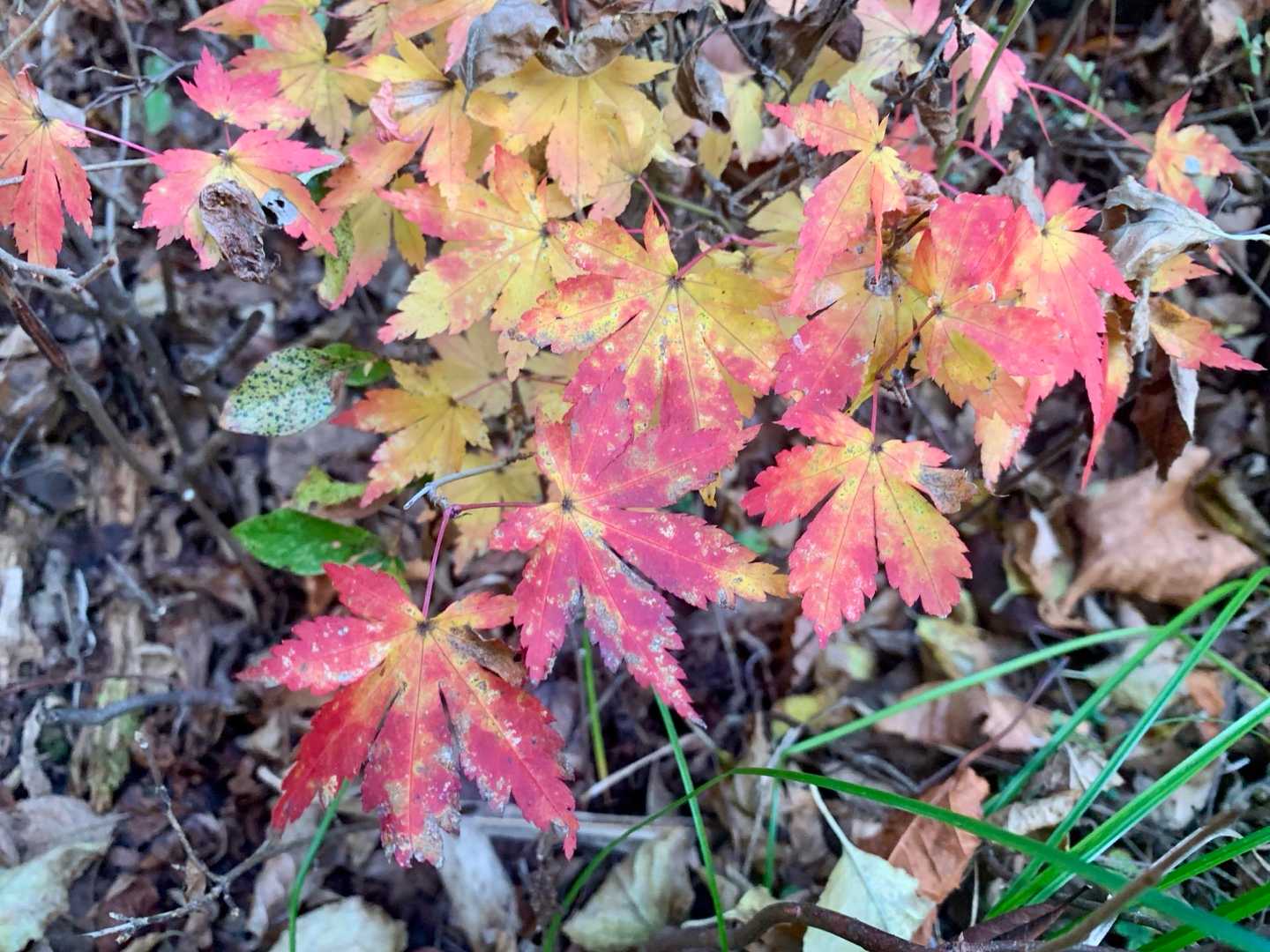 富神山も秋の装い🍁
