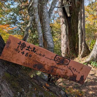 尾根分岐へ戻る