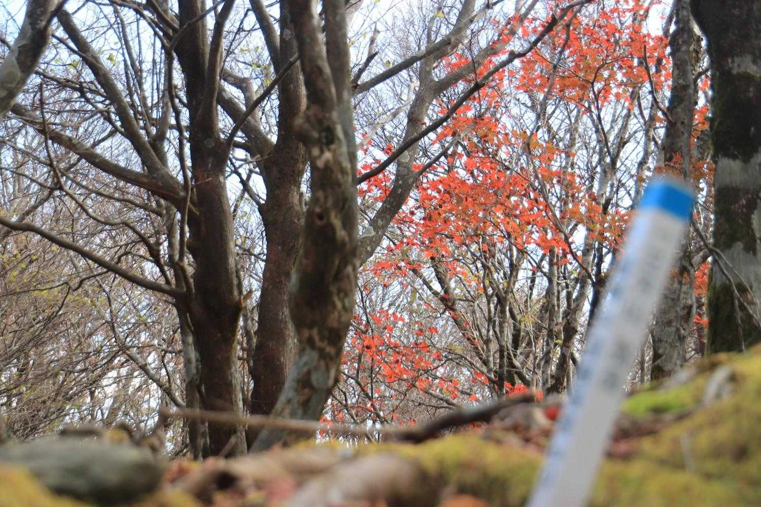 前回はここから稲積山へ行ったなあ〜