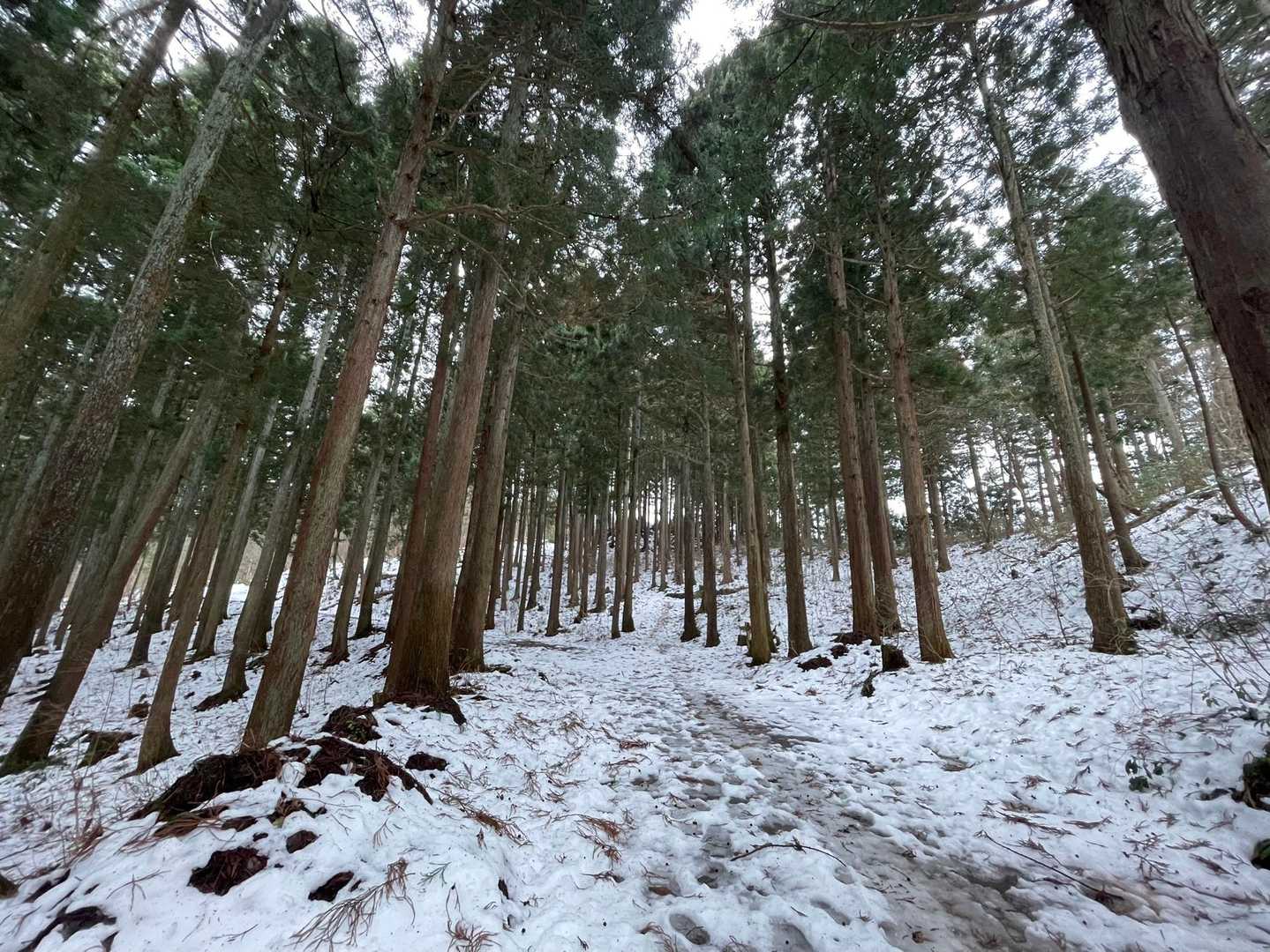 八乙女山五合目登山口 往復コースの写真