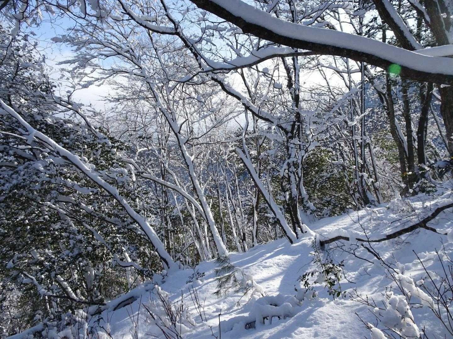 太陽の光で雪がキラキラ
癒されます🥹