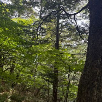 振り返って天柱石