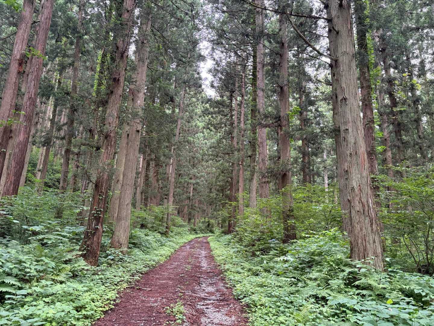 森林公園広場から 林道を 🚶‍♀️
