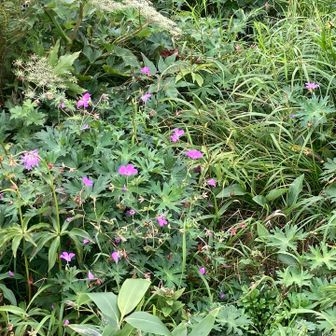 小屋前のお花畑