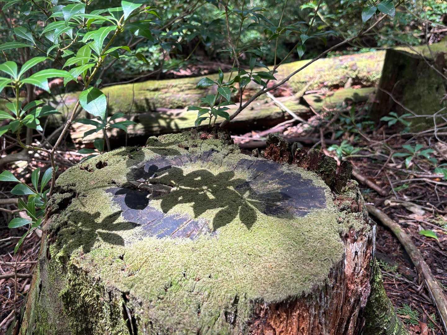 下山時のすれ違いで。

🙂うえはどうでしたか？
💁‍♀️まだ結構咲いていました！
🙂それはよかった。
☺️☺️お気をつけて。

主語がなくても通ずる会話がなんだか嬉しかった🌸