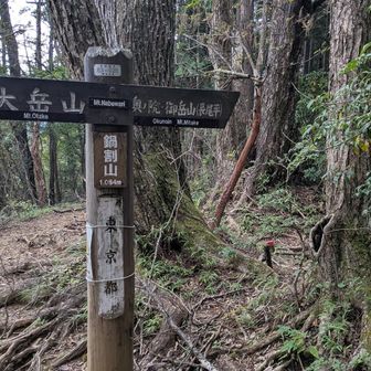 本日の最高峰、鍋割山（1084m）とうちゃこ～。さて、ここからふたたびバリルートです
