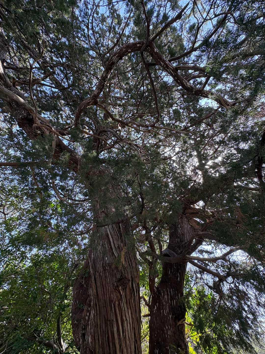 ひかり名木百選の木🌲