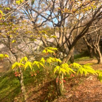 紅葉の新芽🌱✨
