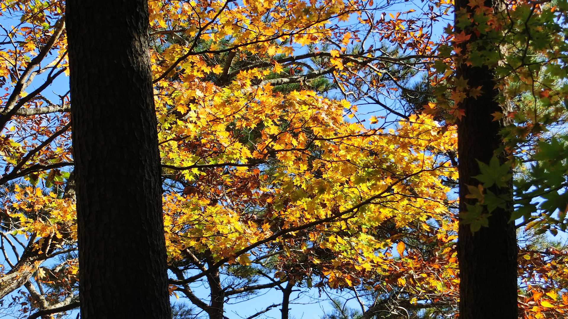 黄葉の紅葉は目に優しく感じる