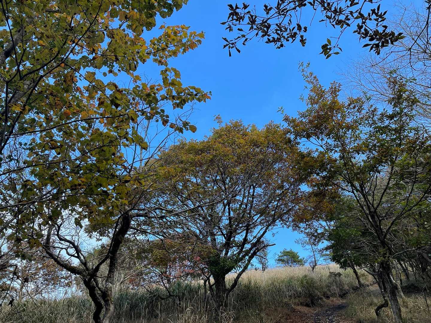 紅葉は色づきはじめ、かな