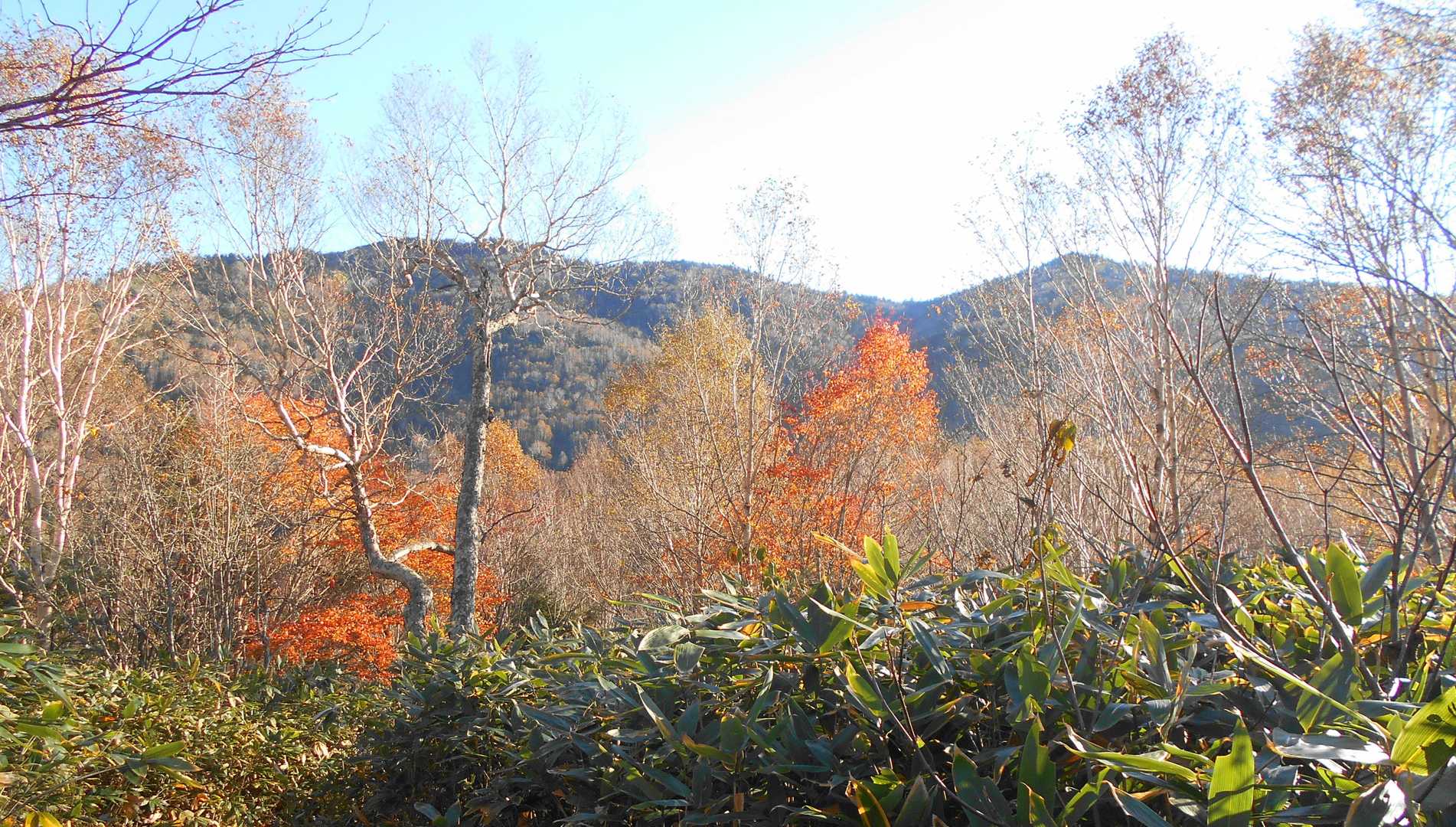 地蔵峠-地蔵山-堂岩山-猟師の頭-白砂山 往復コースの写真