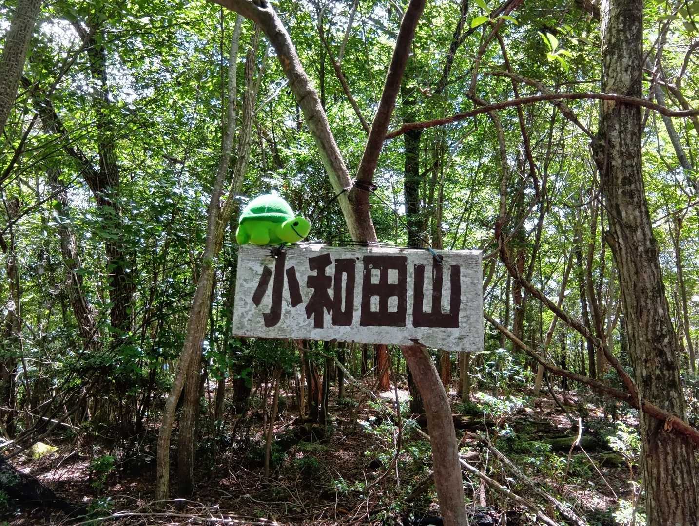 小和田山🐢