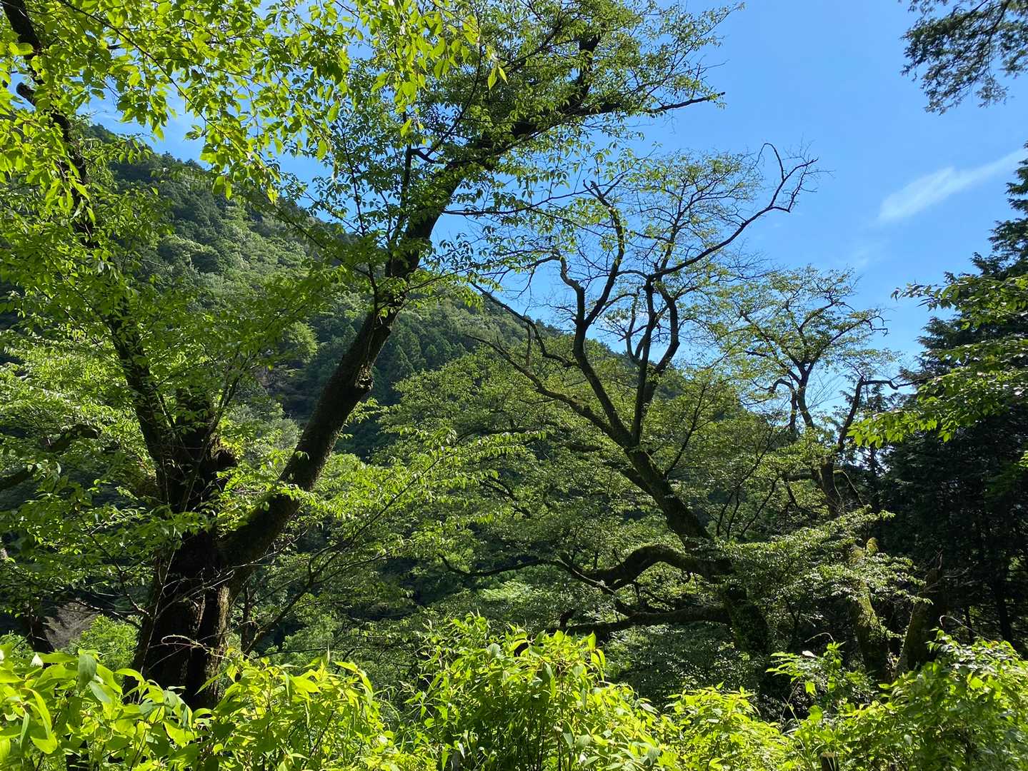 畑宿夫婦桜🌸(連理の桜)だそう。