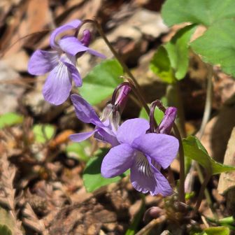 スミレがお出迎え