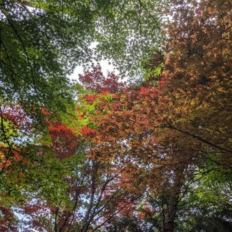 まだ緑じゃない紅葉🍁
