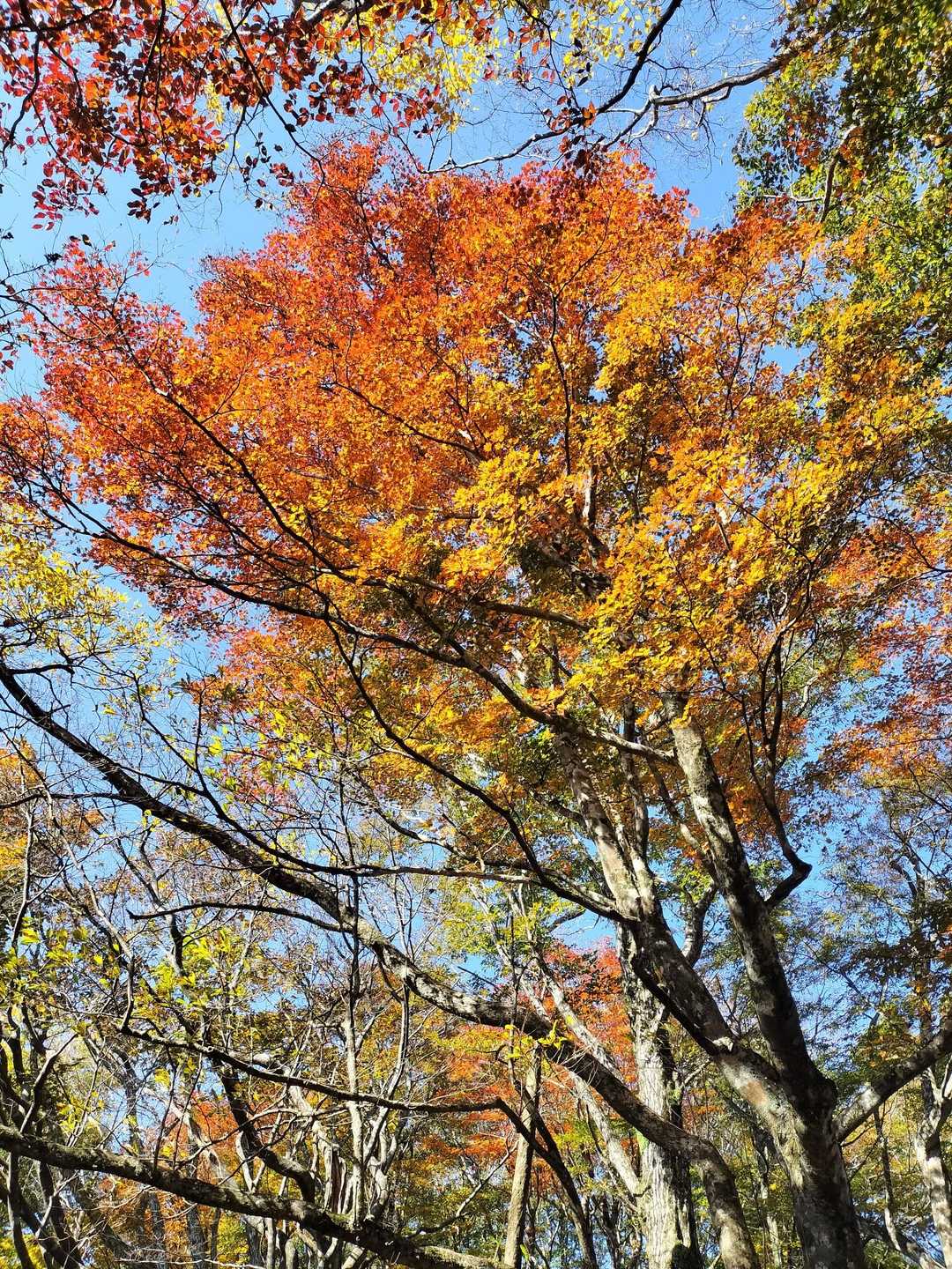 紅葉してます