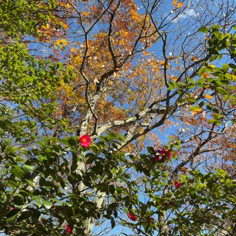 青空バックに紅葉とサザンカのコラボ😊