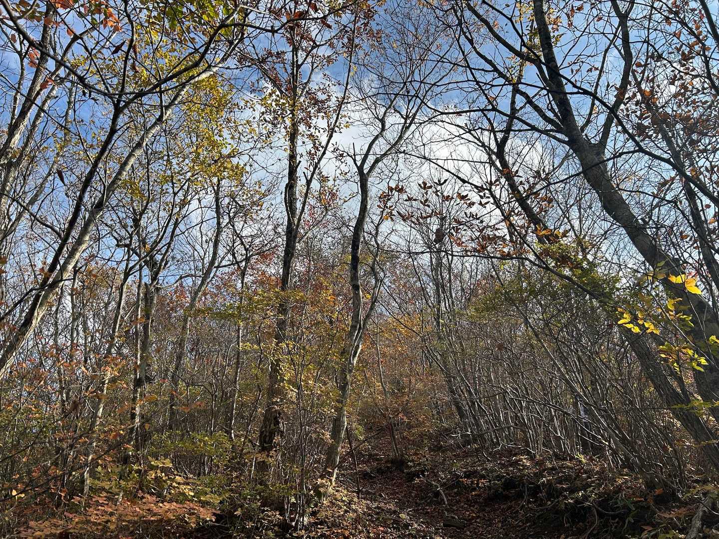 青麻山-あけら山-青麻山登山口 縦走コースの写真